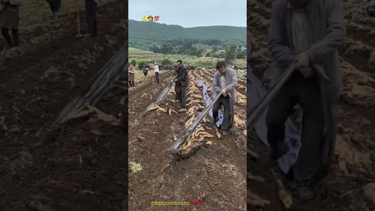 The cultivation farm of long yams products : Smart farming workers