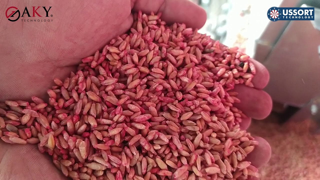 Wheat Seed Cleaning Line 5 ton/hour, Turkey - Walkthrough Video