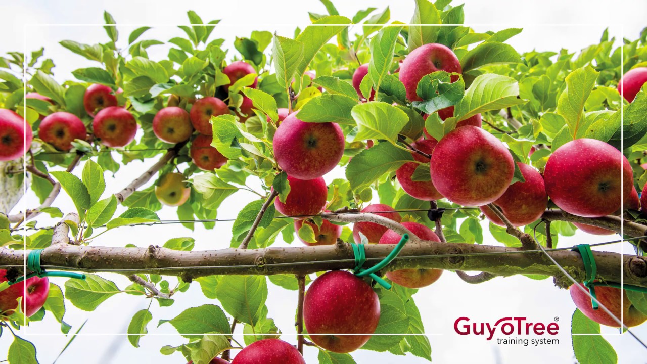 GuyoTree training system