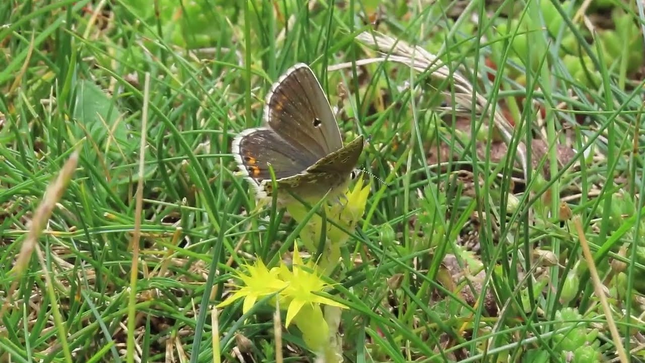 Unexpected rare butterfly at a Barium mine! The famous Spanish Argus in Catalonia:  20 July 2025