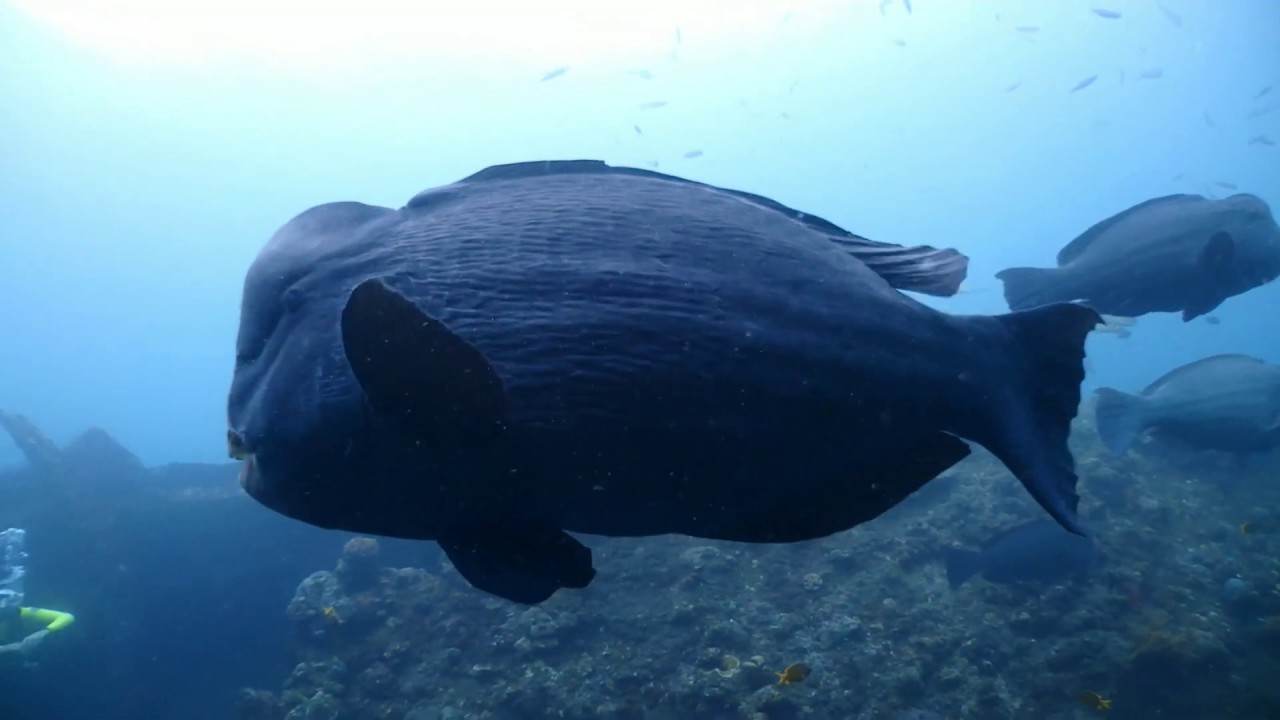 Magic Encounter with humphead parrotfish in second world war wreck