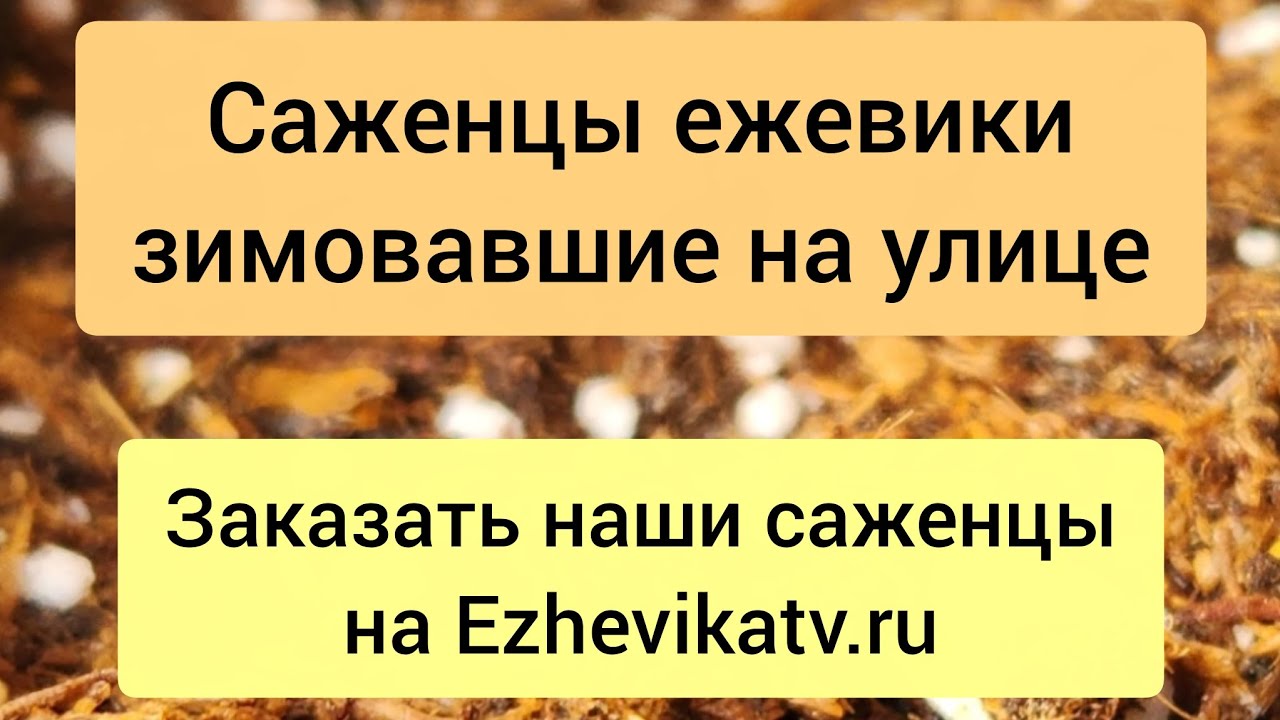 Перезимовавшие саженцы ежевики. Сайт для заказа Ezhevikatv.ru