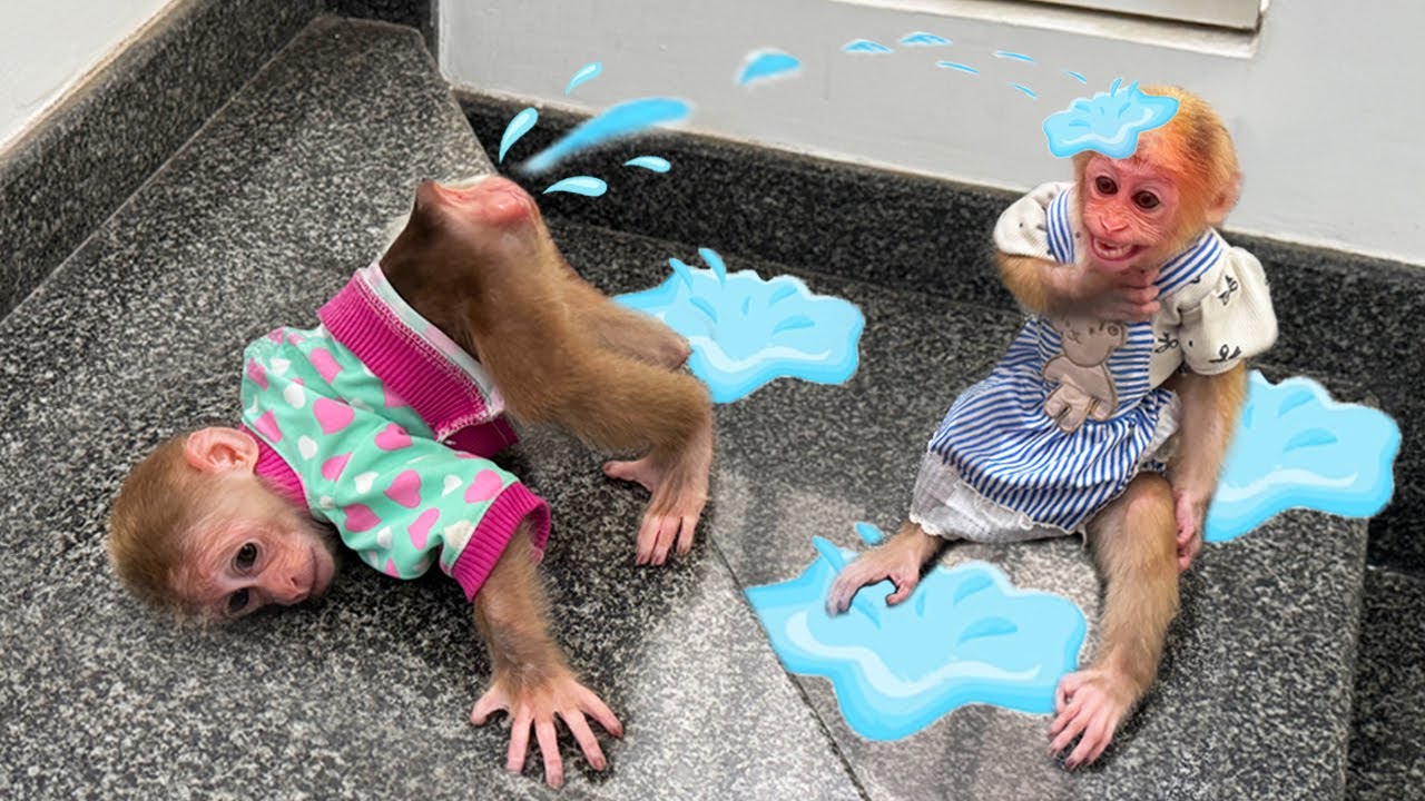 Sunny peed straight on Lucky – she went wild, and what happened next is unbelievable! 😵🐵