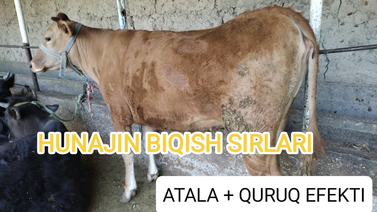 HUNAJIN BOQISH SIRLARI QURUQ + ATALA EFEKTINI KORING BAHO BERISH SIZDAN