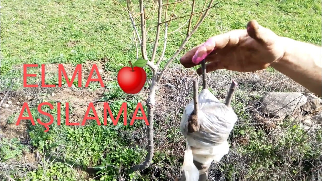 ELMA AŞISI NASIL YAPILIR. ÇOBAN KALEM AŞISI. 🍎 Elma aşılama. #AppleGrafting