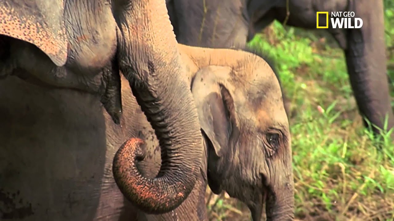 Eléphant d'Asie