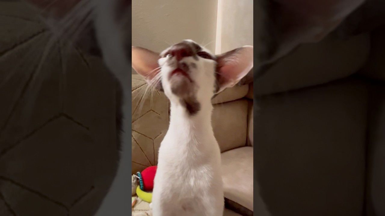 ❤️ЭШЛИ ❤️#ориенталы #cat #ориентальнаякошка #красиваякошка