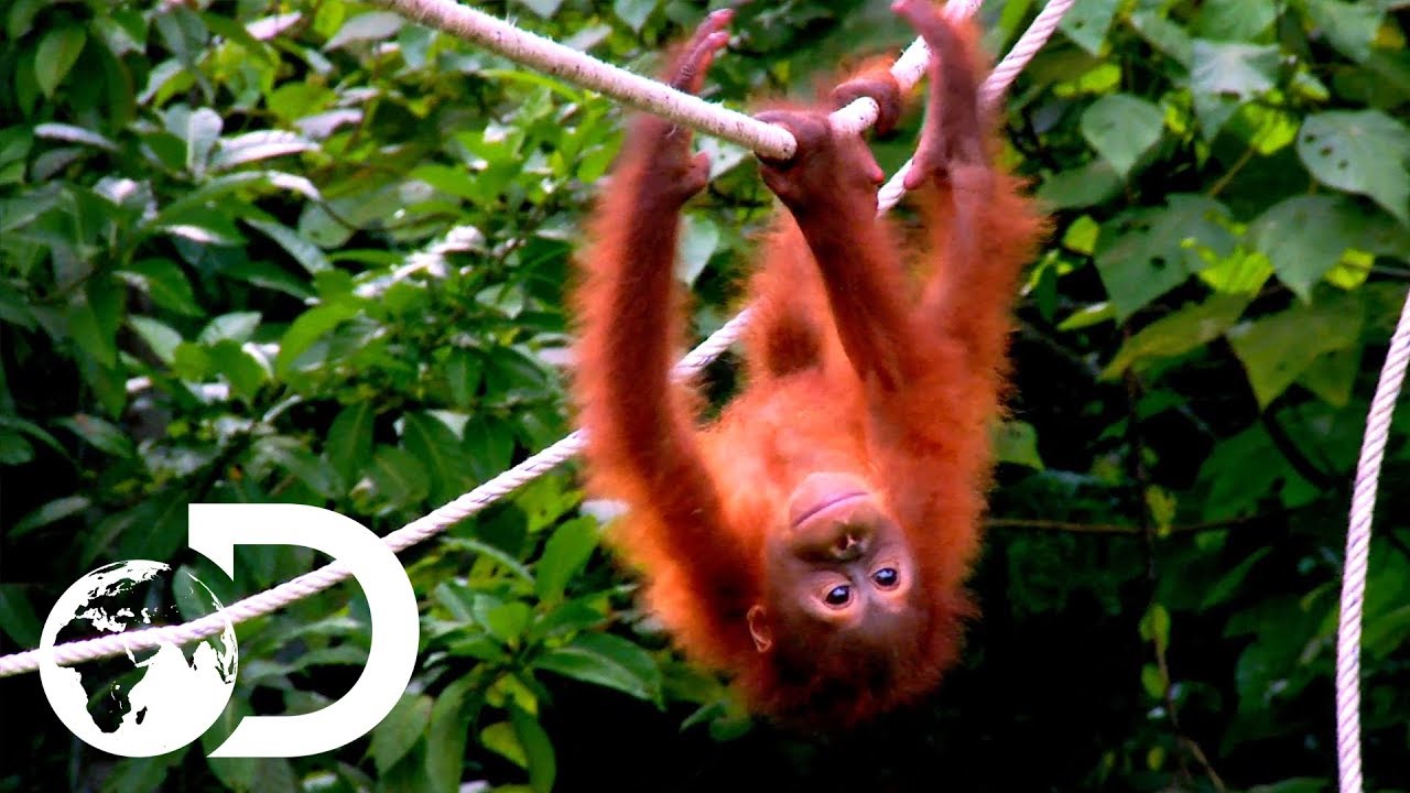 Яркий и прекрасный мир обезьян | Ultimate Apes