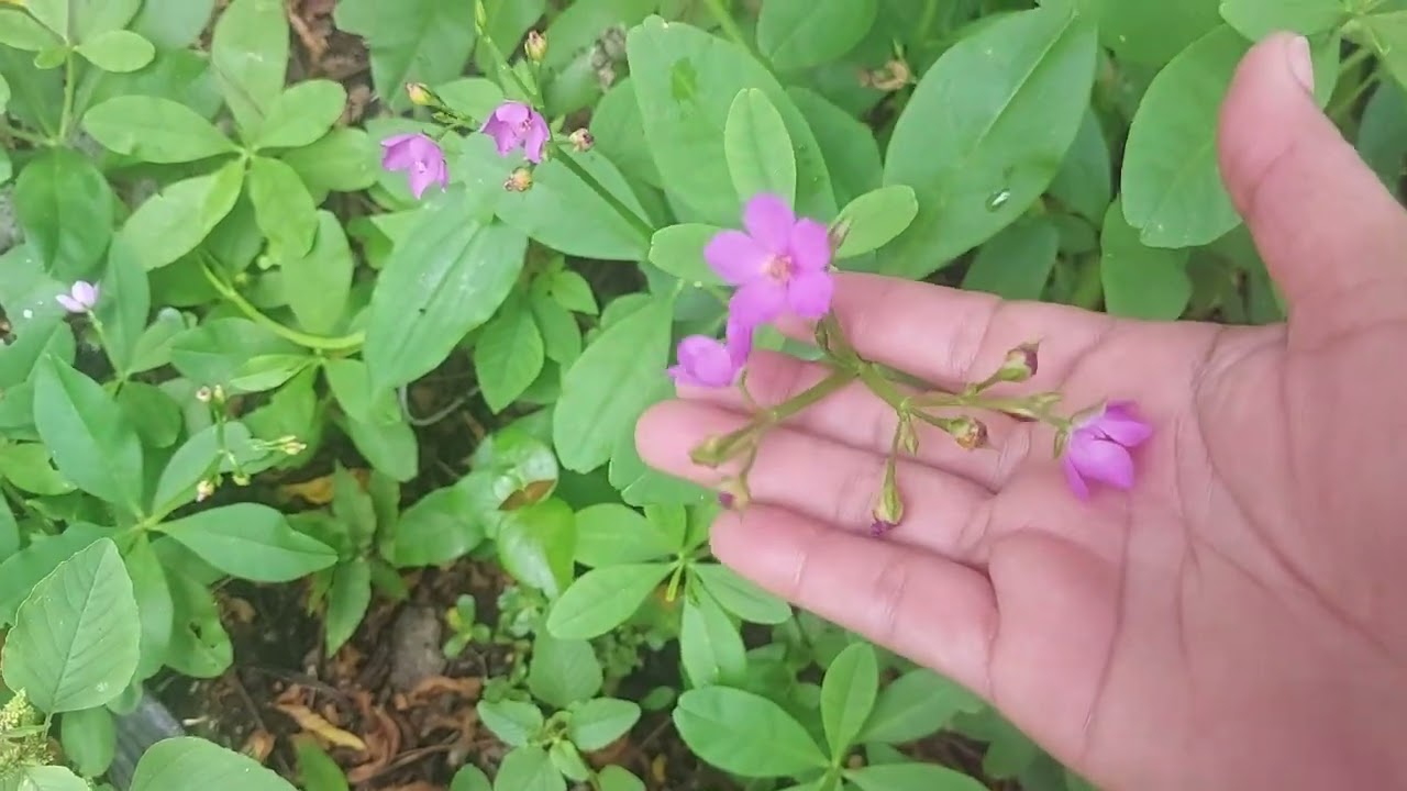 Delícias do quintal....# plantei e colhi!