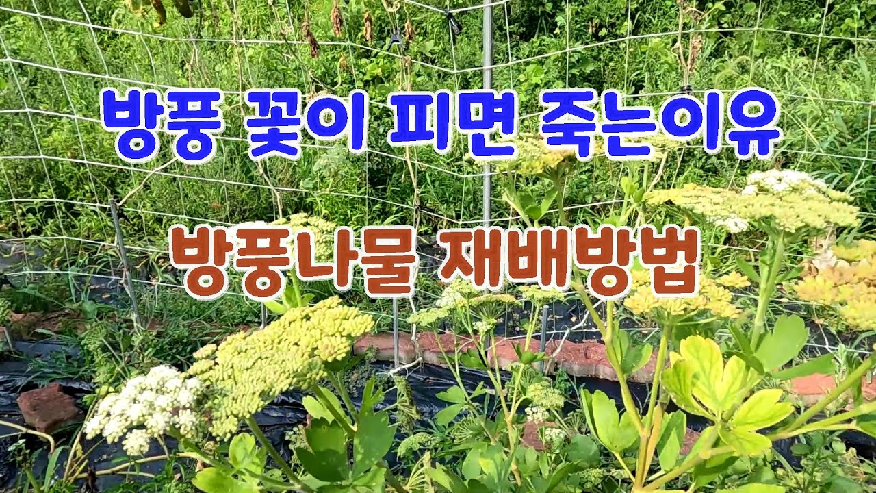 방풍 갯방풍 갯기름나물 꽃이 피고 열매가 열리면 죽는 이유와 죽지 않게 하는 방법. 방풍나물 재배방법