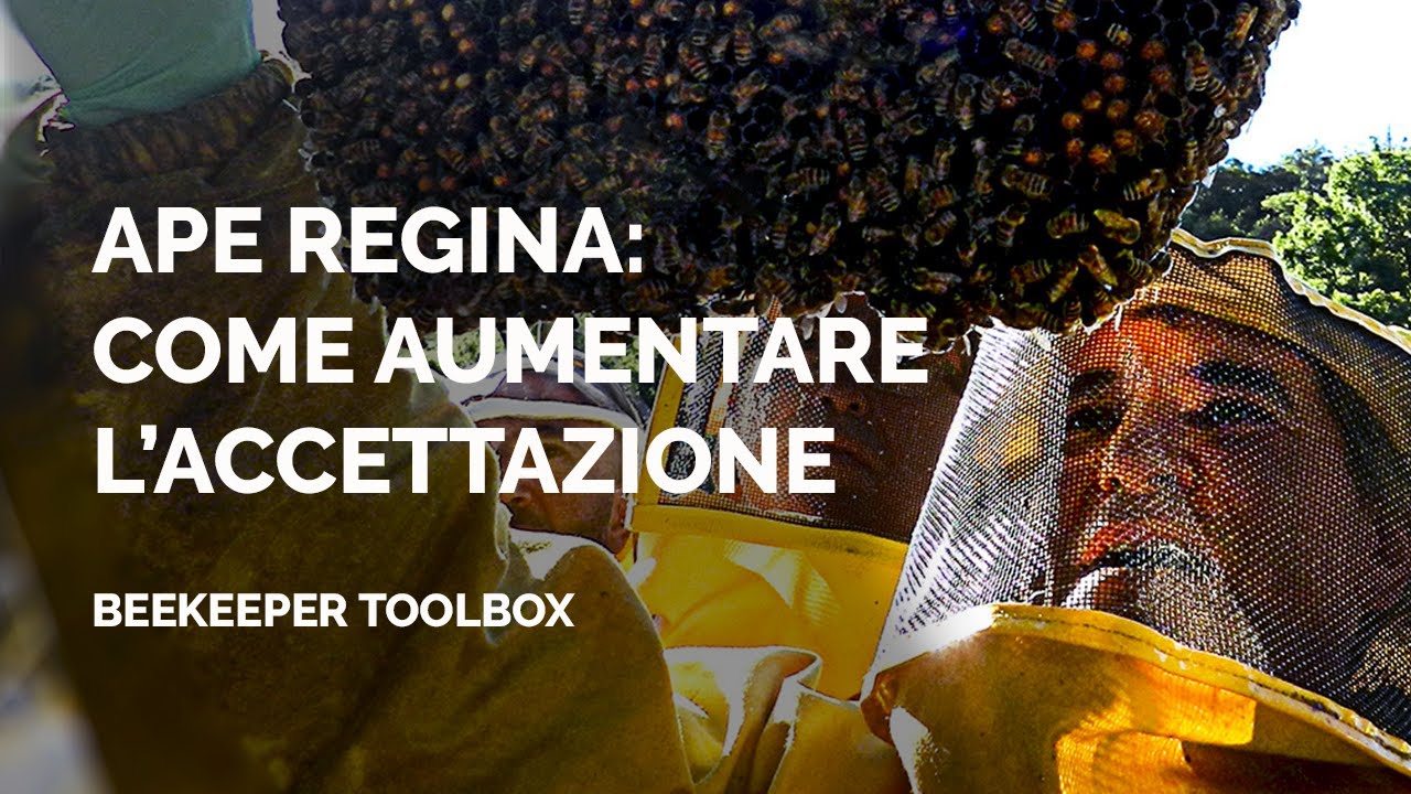 Acquistare UN'APE REGINA: come aumentare l'ACCETTAZIONE | Beekeeper Toolbox