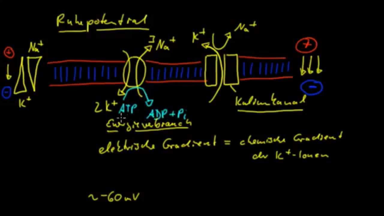 Neurobiologie - 5: Das Ruhepotential