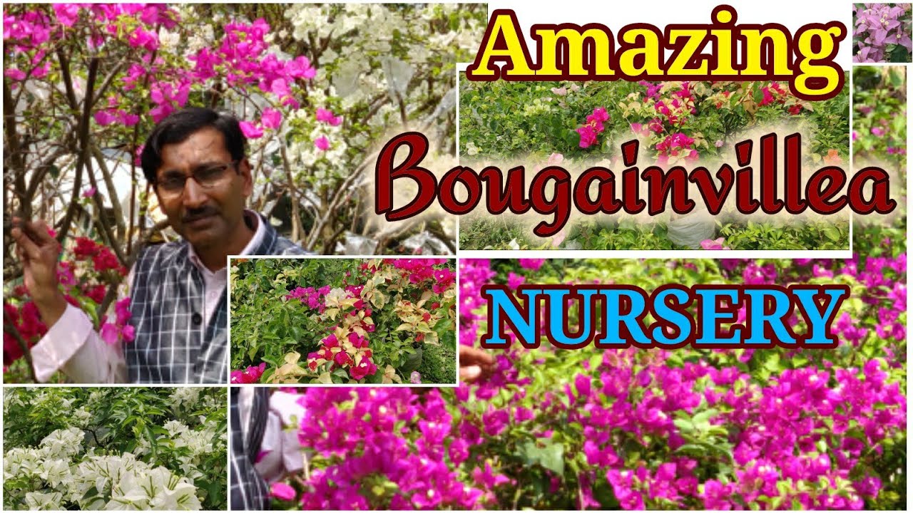 Visit to A  Beautiful Bougainvillea Nursery : Rainbow Nursery , Muchisa , Near Kolkata