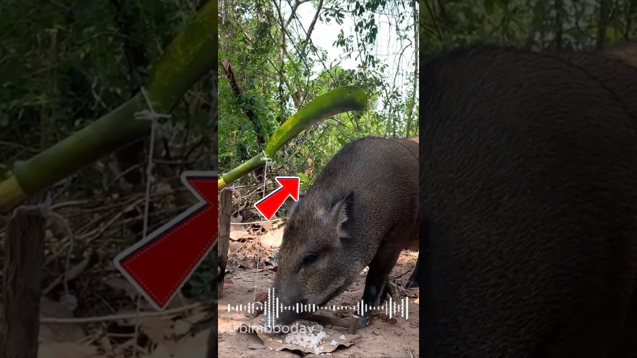 OMG! Amazing Pig Trap Built By Hand!#pigtrap #shorts #shortvideo #bimbooday