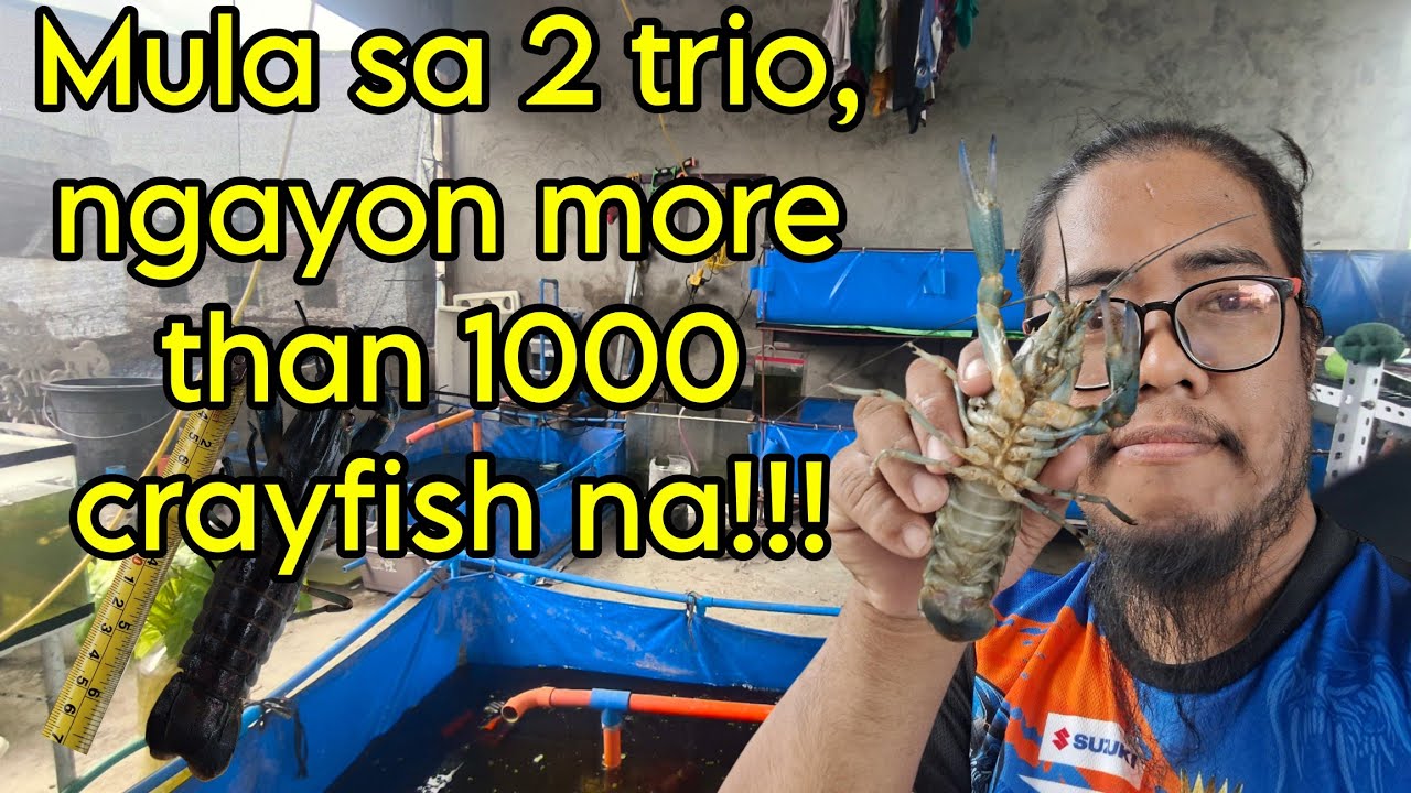 sulit pa bang mag alaga ng crayfish ngayong 2024 || farm tour crayfish farming