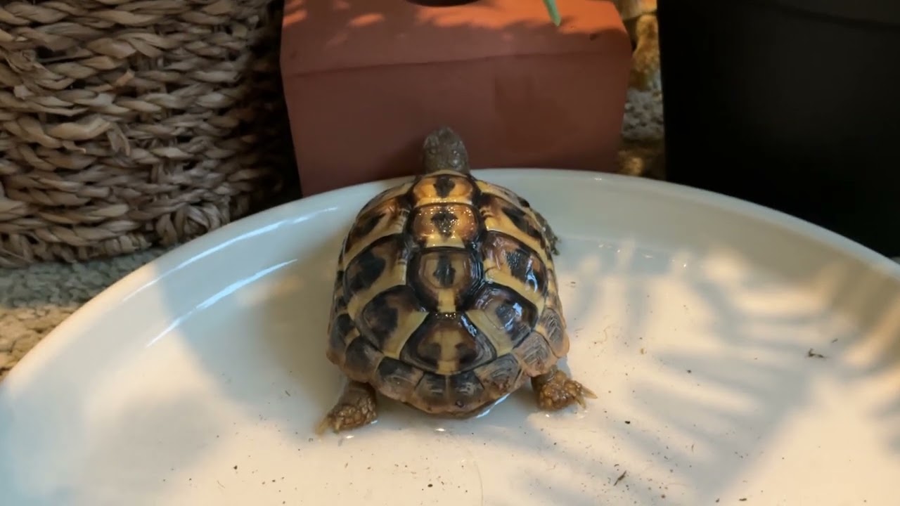 giving my western hermann tortoise  a wash