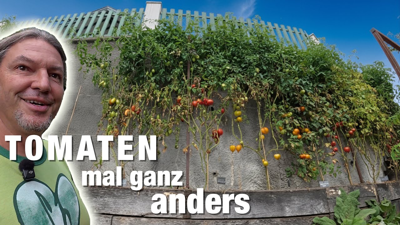 Tomaten mal GANZ ANDERS anbauen