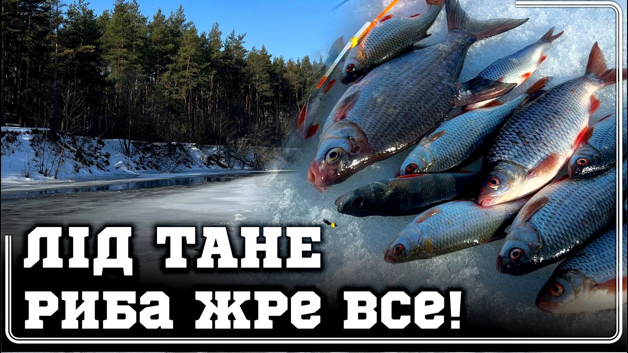 ✅РІЧКА ТАНЕ на ОЧАХ‼️СТРЬОМНИЙ ЛІД 🚫та ШАЛЕНИЙ ЖОР ПЛОТВИ і ОКУНЯ 🔥що КРАЩЕ - БЕЗМОТИЛКА чи МОТИЛЬ⁉️