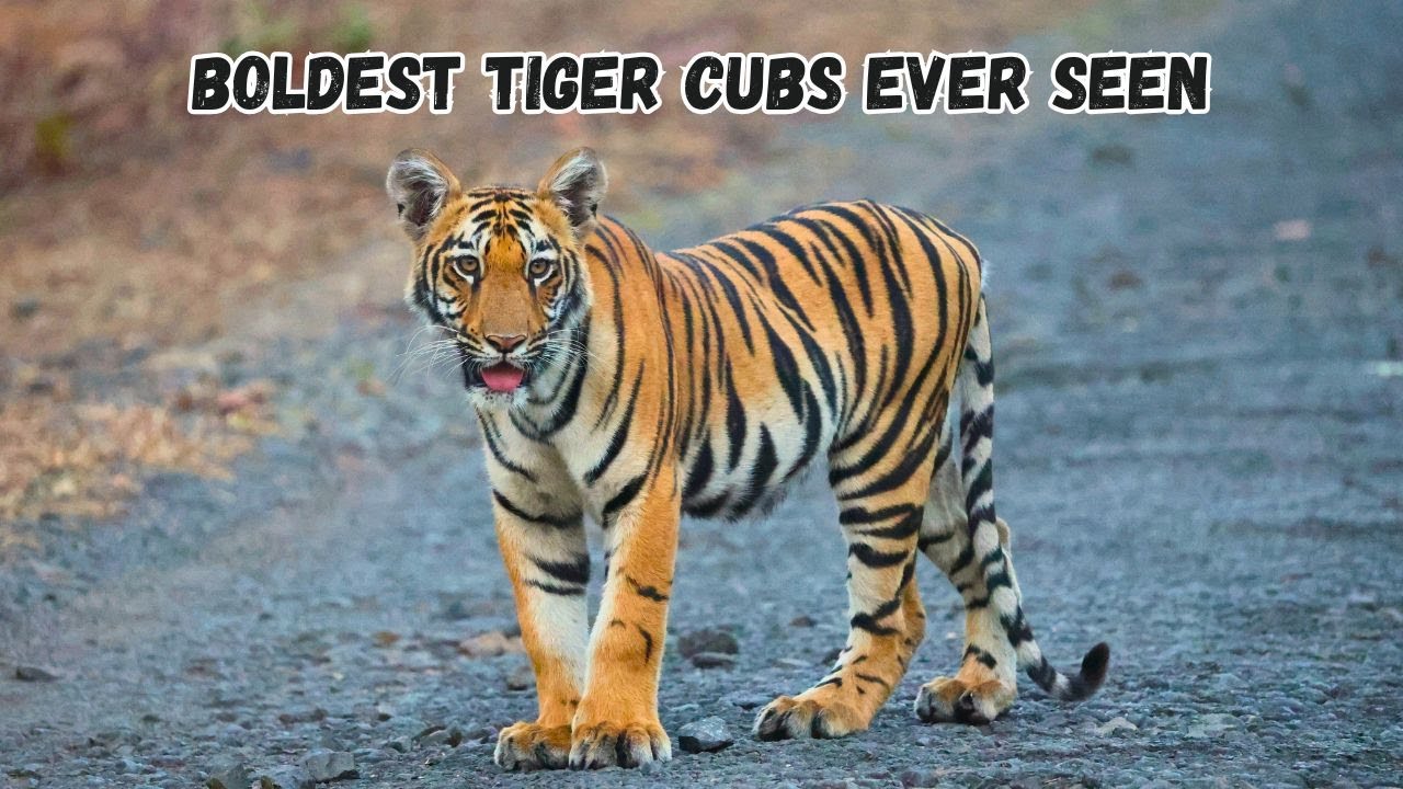 The Future Queen of Umred Karhandla | Bold Tiger Cubs | Umred Karhandla Wildlife Sanctuary