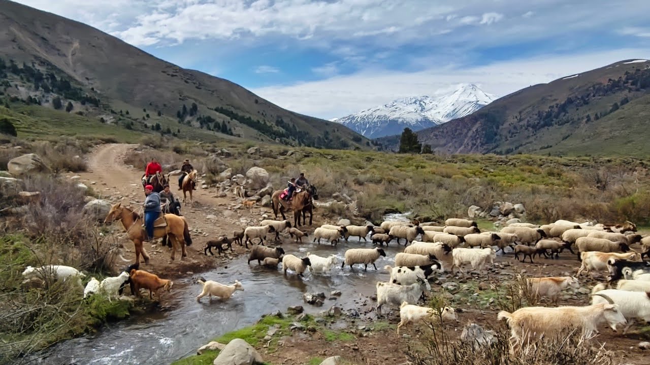 Como es un arreo de cabras ovejas y vacas hacia las veranadas de la Cordillera de los Andes Chile