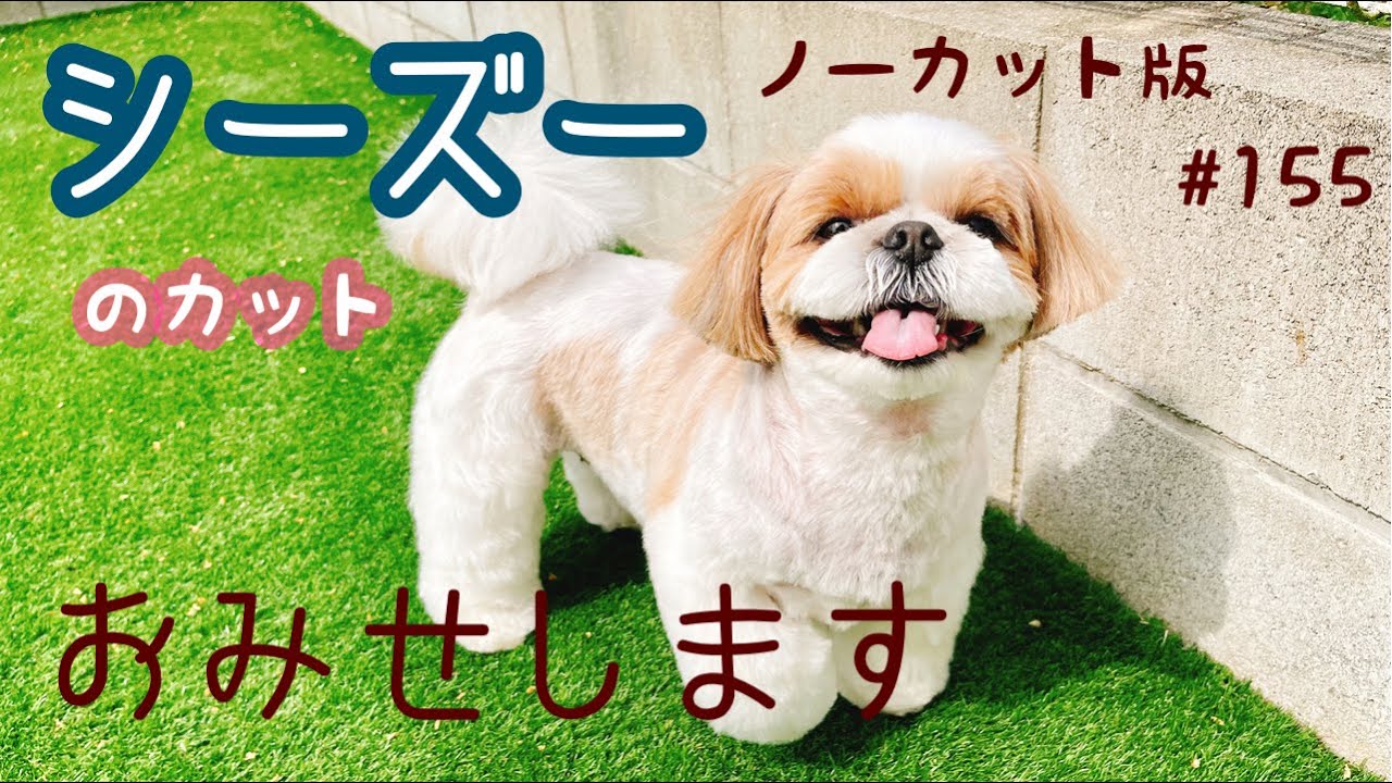 【シーズー】ふわふわサマーカット❣️可愛いシーズーちゃんのカットをノーカットでお見せします💖