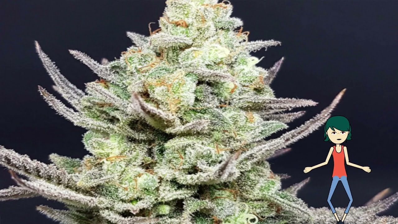 Candy Cannabis Strains - STRAIN TV