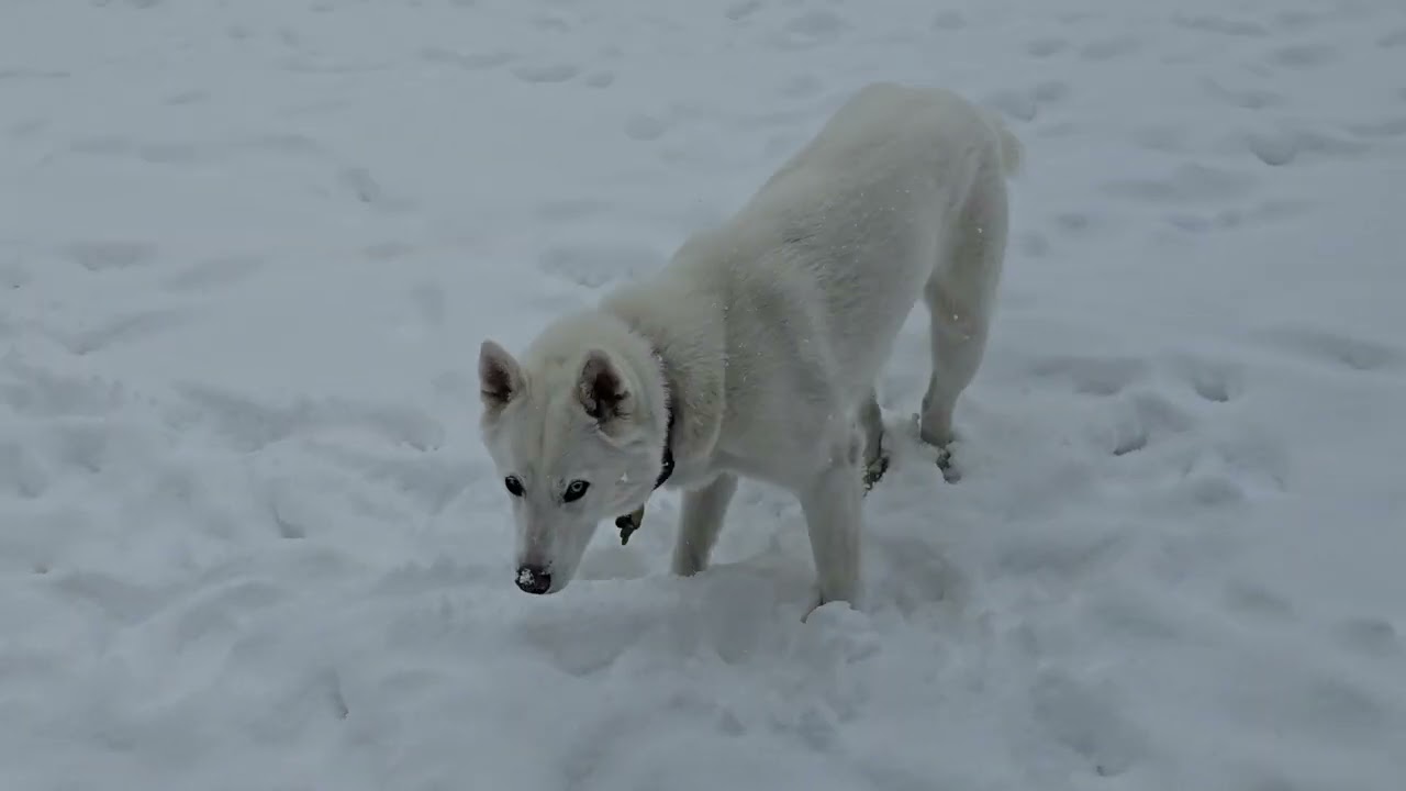 Aurora and Reign doing husky things...