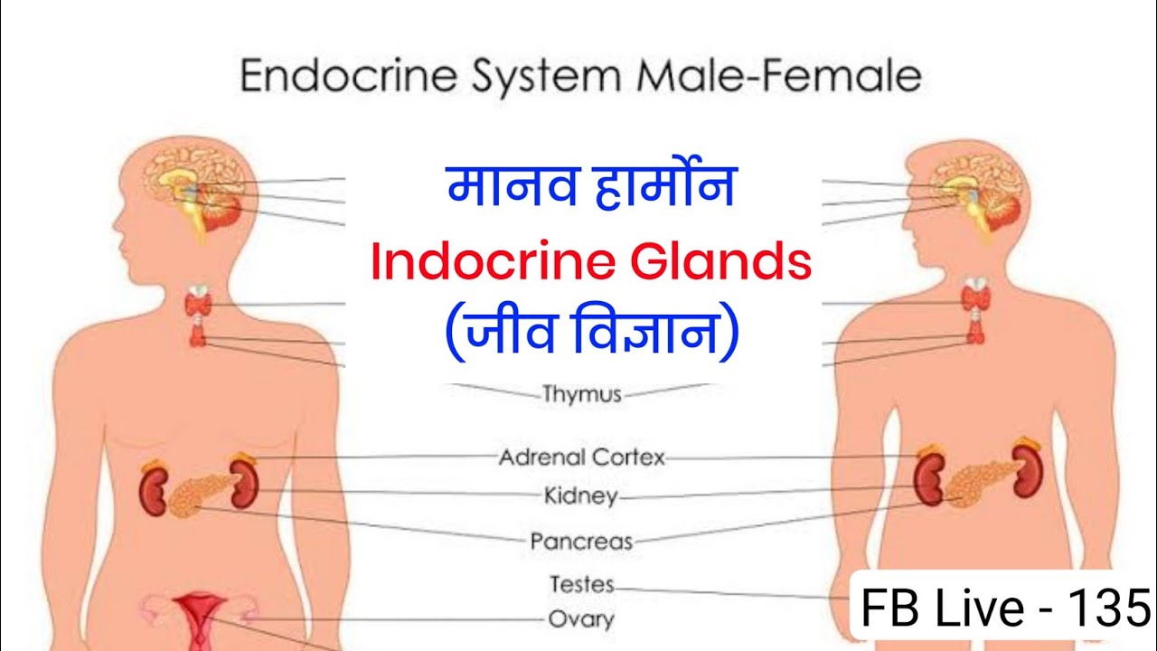 BPSC PT - BIOLOGY HORMONE | Endocrine Gland | BPSC Syllabus | 67 BPSC PT | IAS IPS Preparation