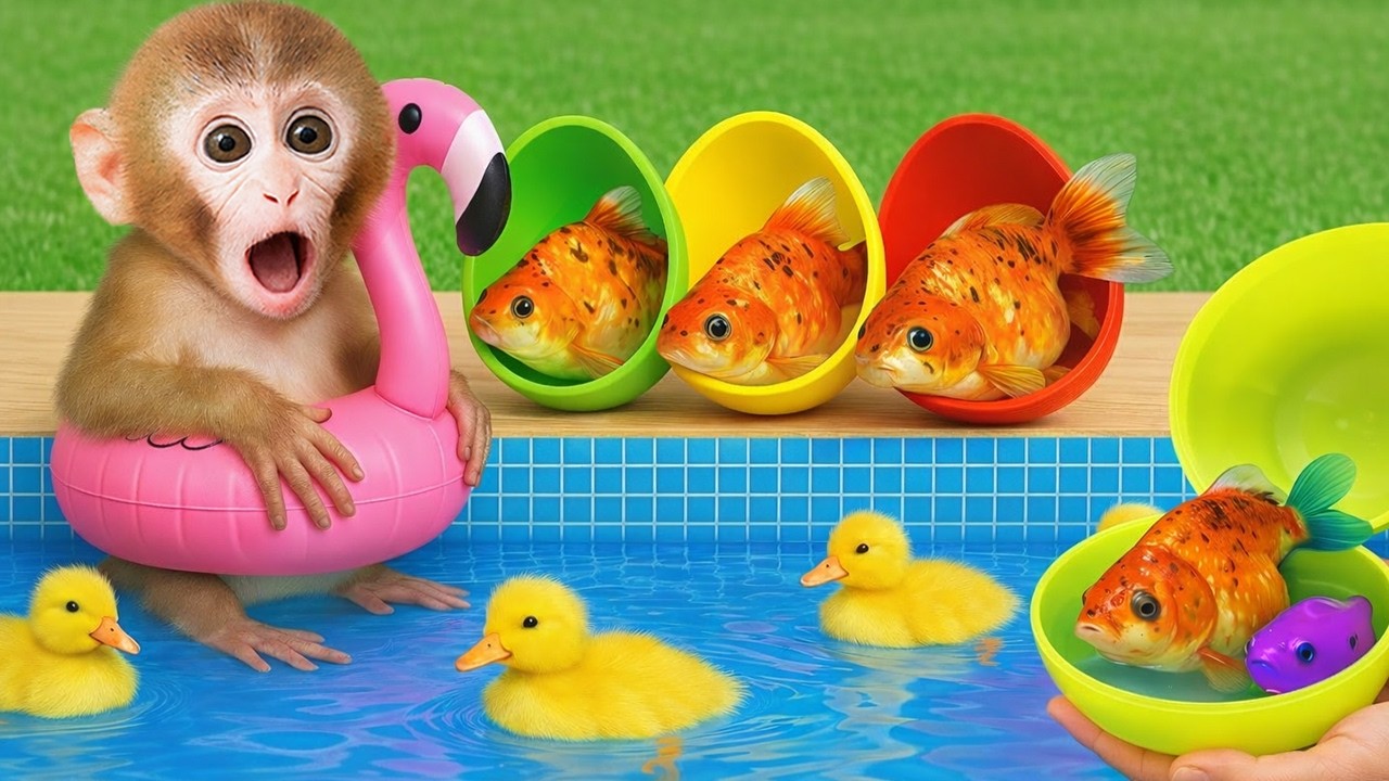 🐥🥚🌞小猴子Kika和五只小鸟一起玩彩虹蛋！ Kika和朋友们的欢乐时光