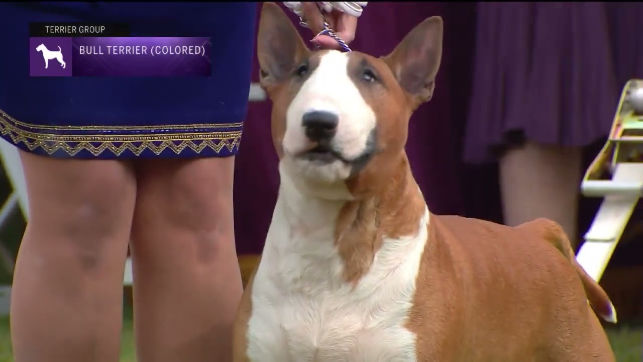 Bull Terriers (Colored) | Breed Judging 2022