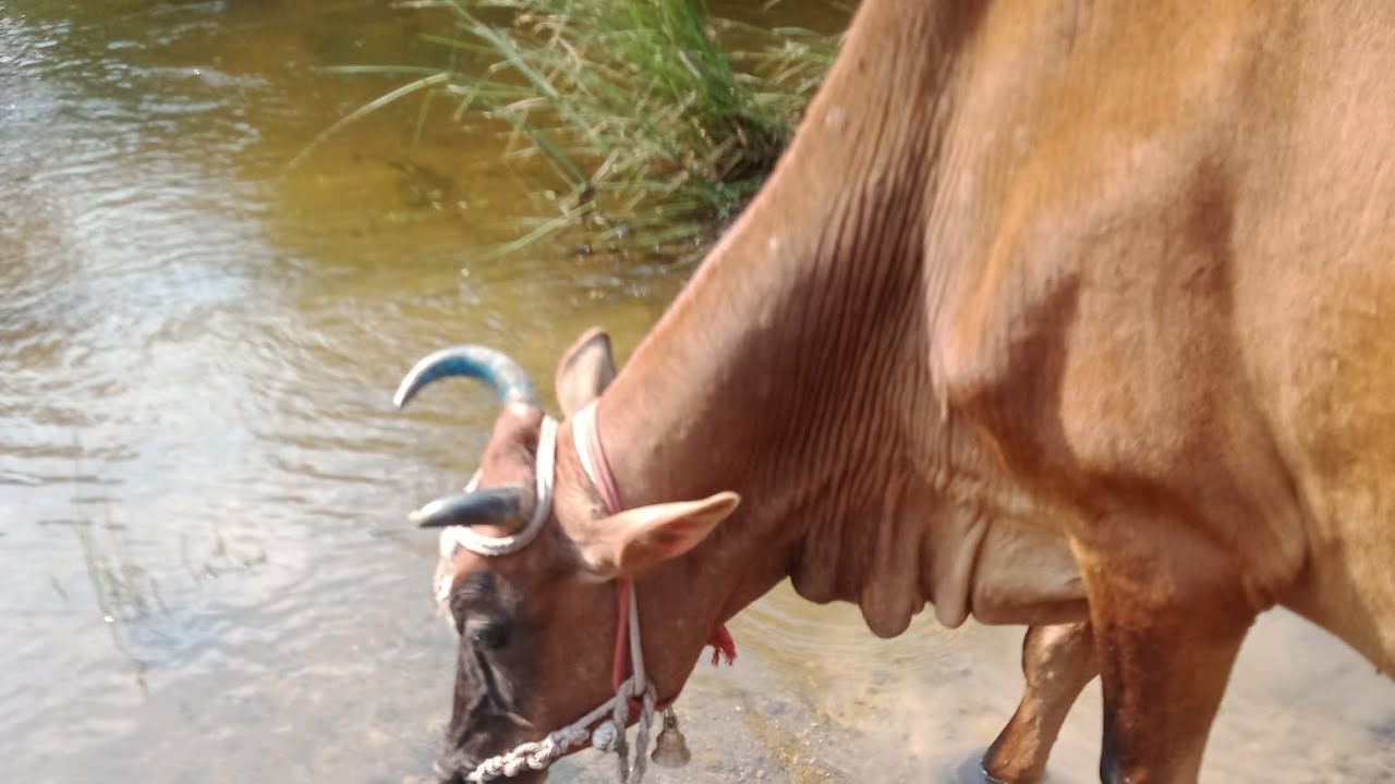 My village life vlogs || my agriculture ||Day in life || routine work #my village life #cow