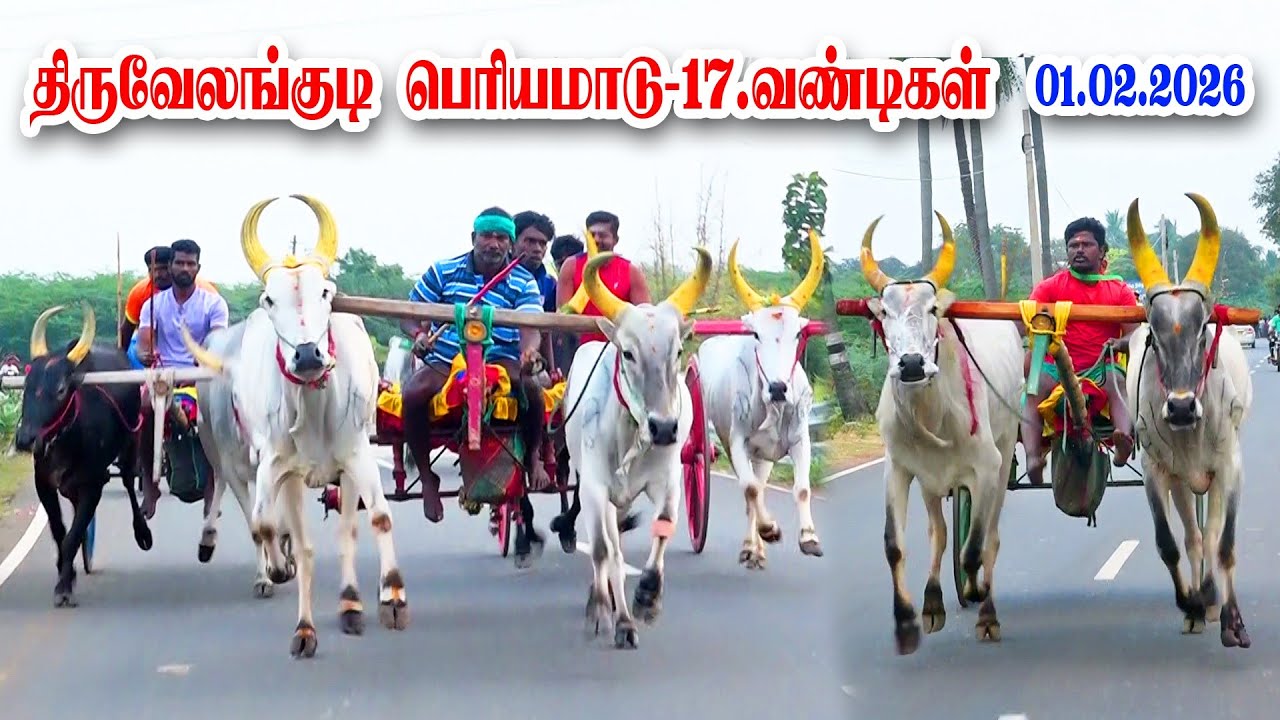 திருவேலங்குடி பெரியமாடு 01.02 2026