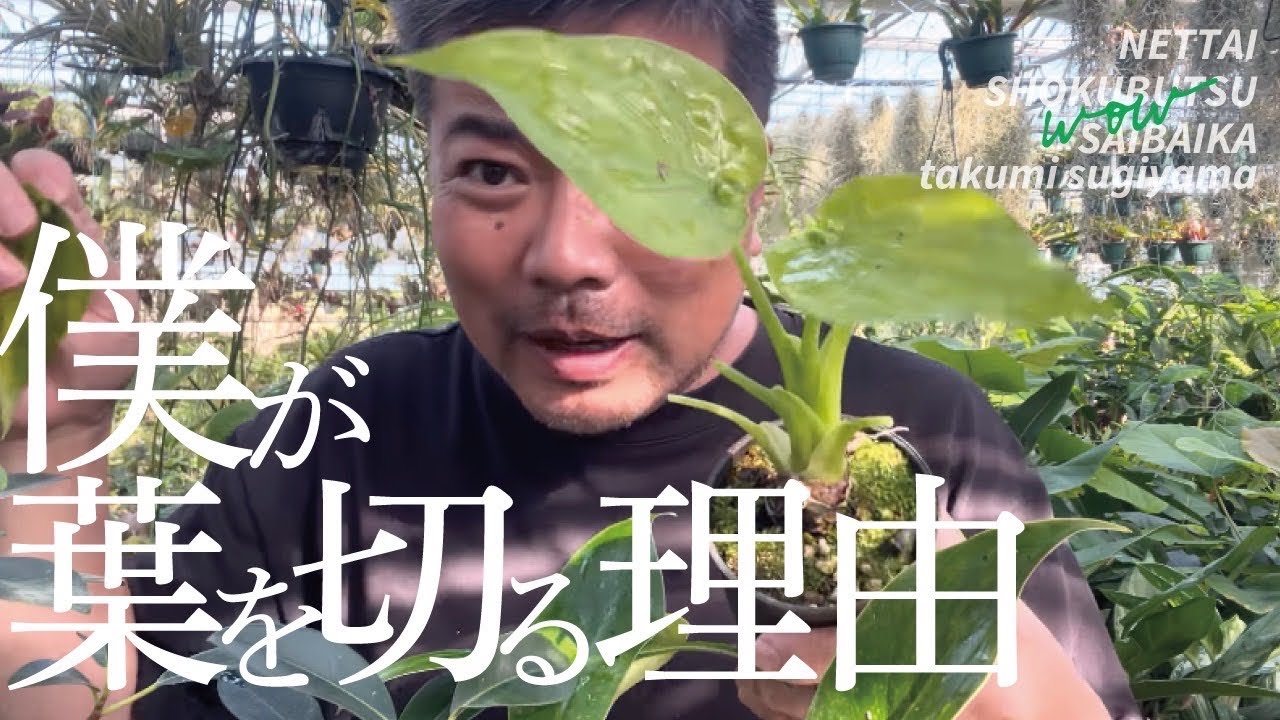 葉を秋に切る理由を解説　#観葉植物 #園芸 #スペーシング