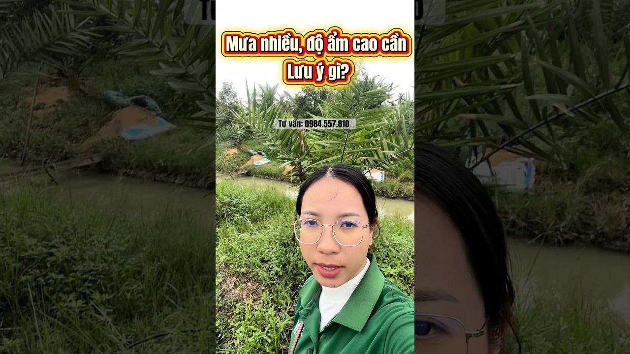 M&ugrave;a mưa cần ch&uacute; &yacute; những g&igrave; để c&acirc;y sạch bệnh? #caygiong #chala #ch&agrave;_l&agrave; #chalamo #giongchala