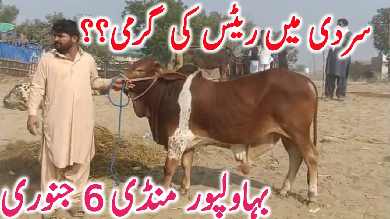 Bahawalpur Cow Mandi | Cholistani Sahiwal & Brahman Bachre Bachrian | Best Qurbani Cattle 2026