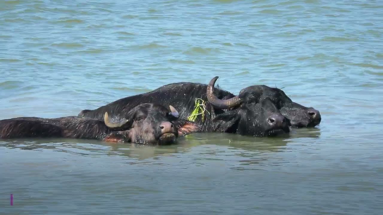 Danube Delta: Rewilding highlights 2024