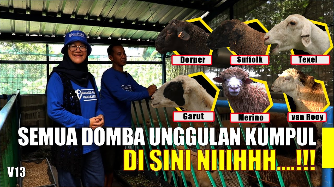 Domba unggulan : Dorper, Suffolk, Texel, Garut, Merino & Van Rooy ada di Bahagia Farm Indramayu