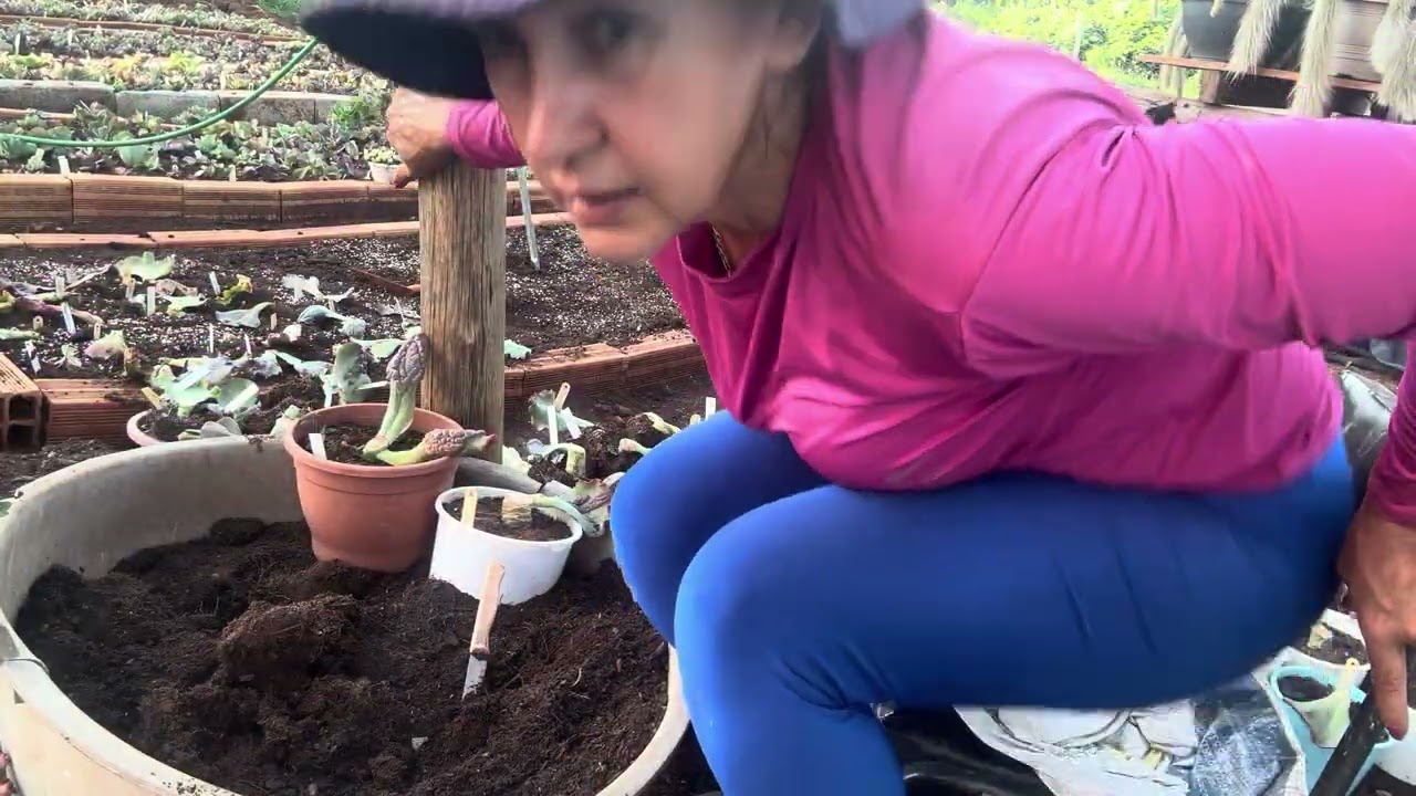 Dica de como preparo meus caules e reaproveito da terra