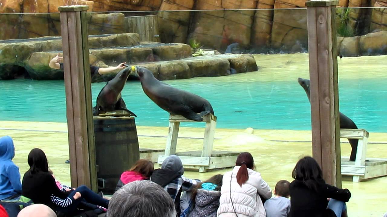 Sea Lion Show @ Blackpool Zoo
