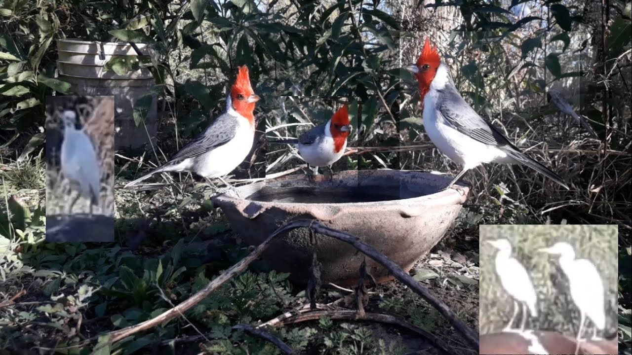 #31 Cardenal copete rojo Garza blanca Mayo 2025