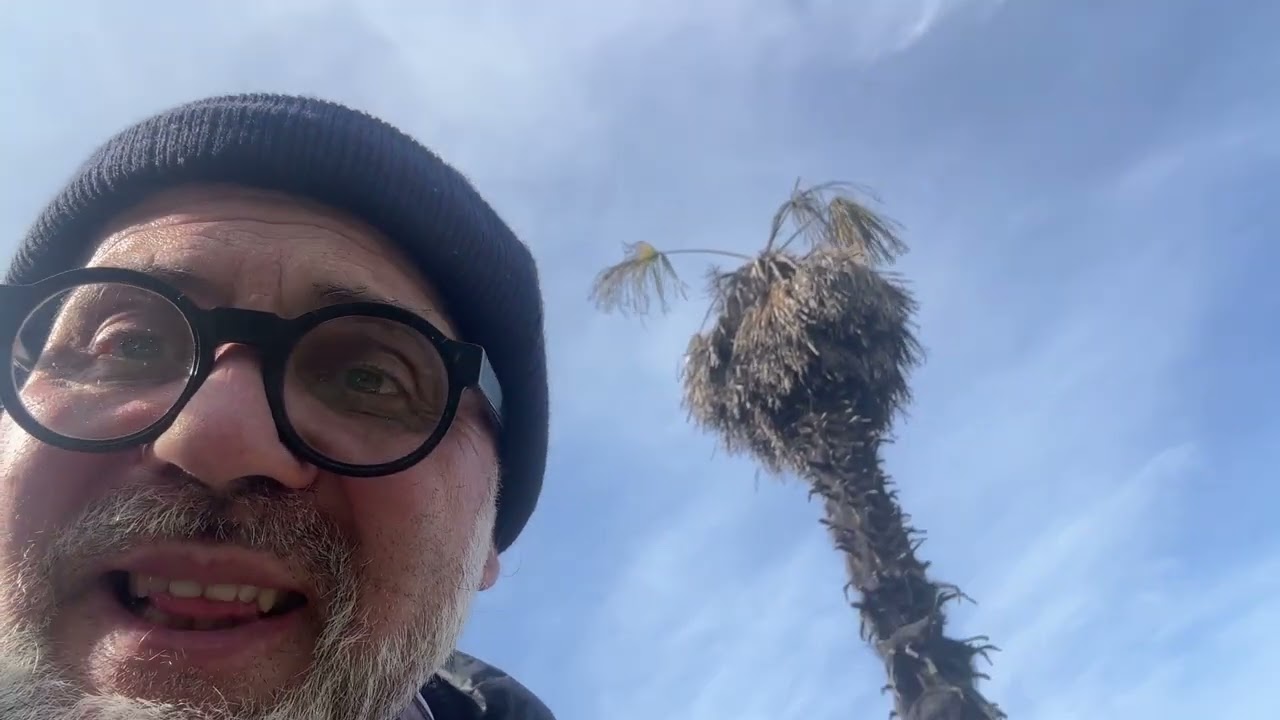 Compresse di giardinaggio: la Paysandisia, il parassita delle palme   #paysandisia #palmtrees  