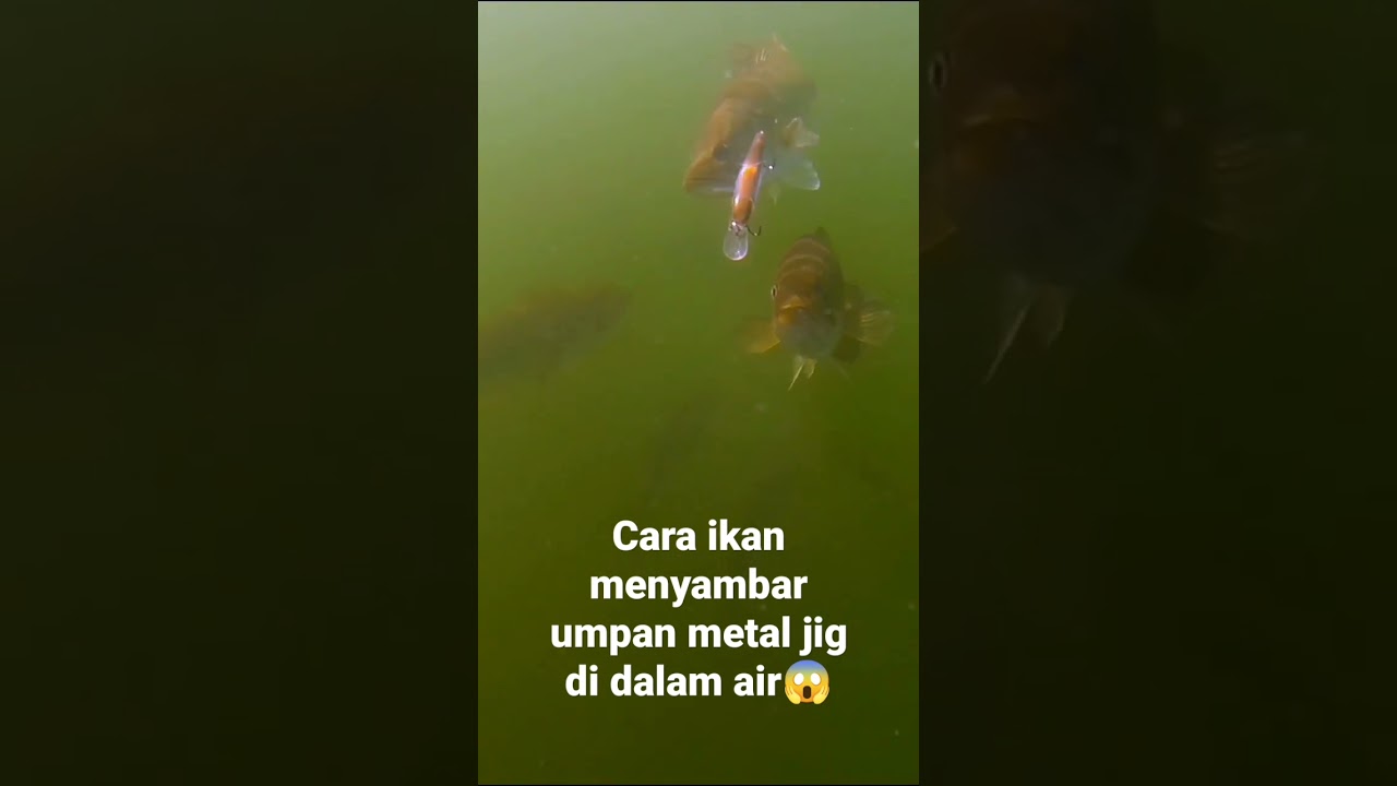 cara ikan menyambar umpan metal jig di dlam air😱#shorts #fishing #casting
