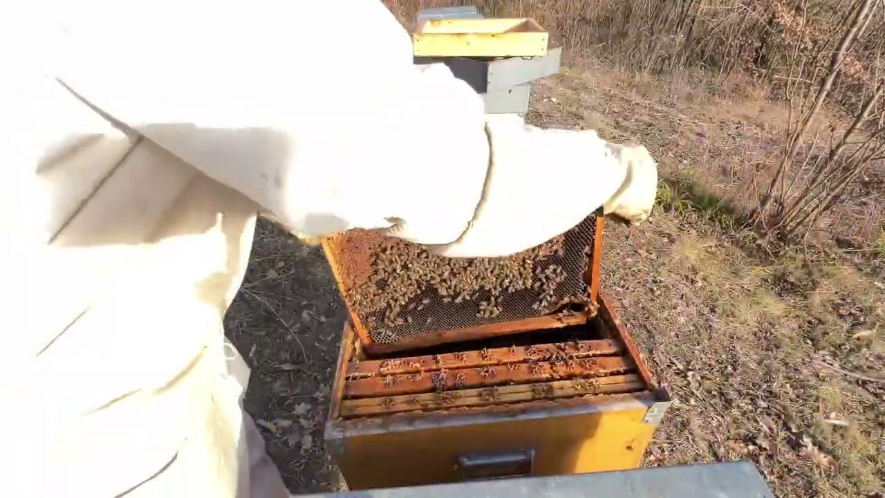 🐝🐝🐝LE APRO!!!!🐝🐝🐝 - Prima visita (imprevista) 2024