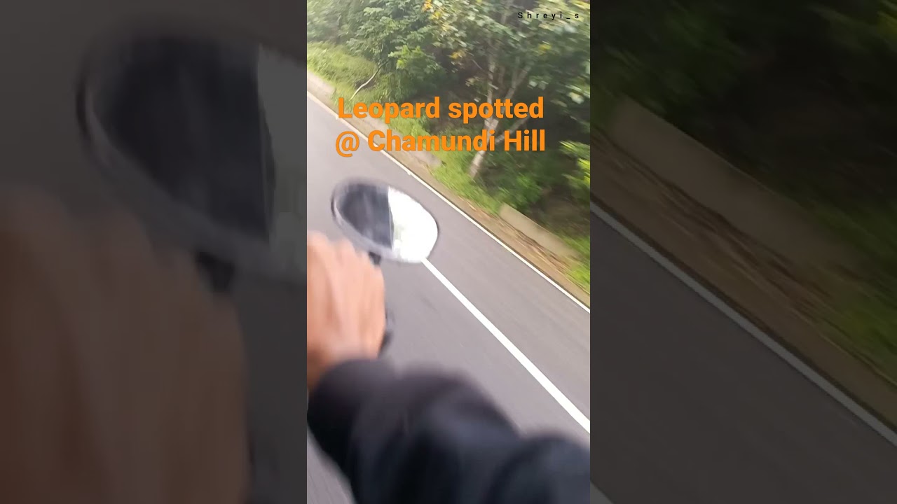 Leopard Spotted @ Chamundi Hill🙄🙄 #mysore #karnataka #leopard #animals #videoshorts #animals #forest