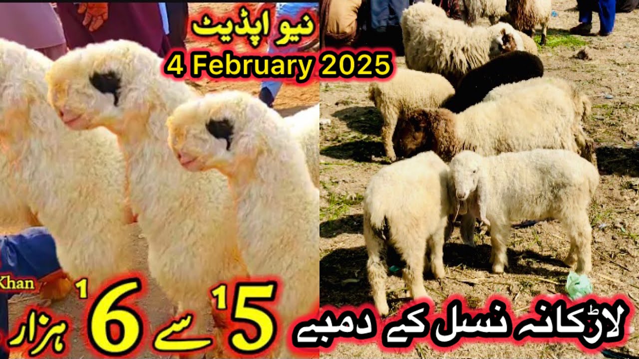 Dumba Mandi Sindhri || Cheapest sheep Mandi Pakistan latest update 4 February 2025 Larkana