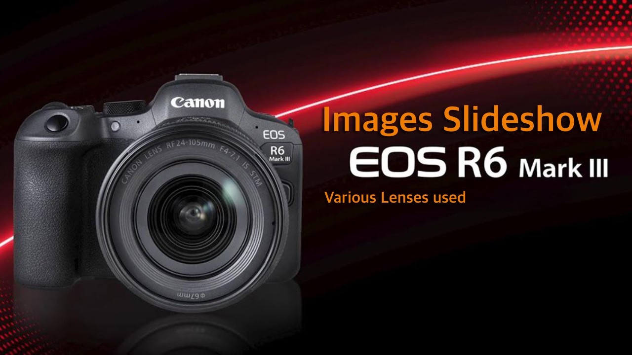 Canon EOS R6 Mark III - The Perfect Camera