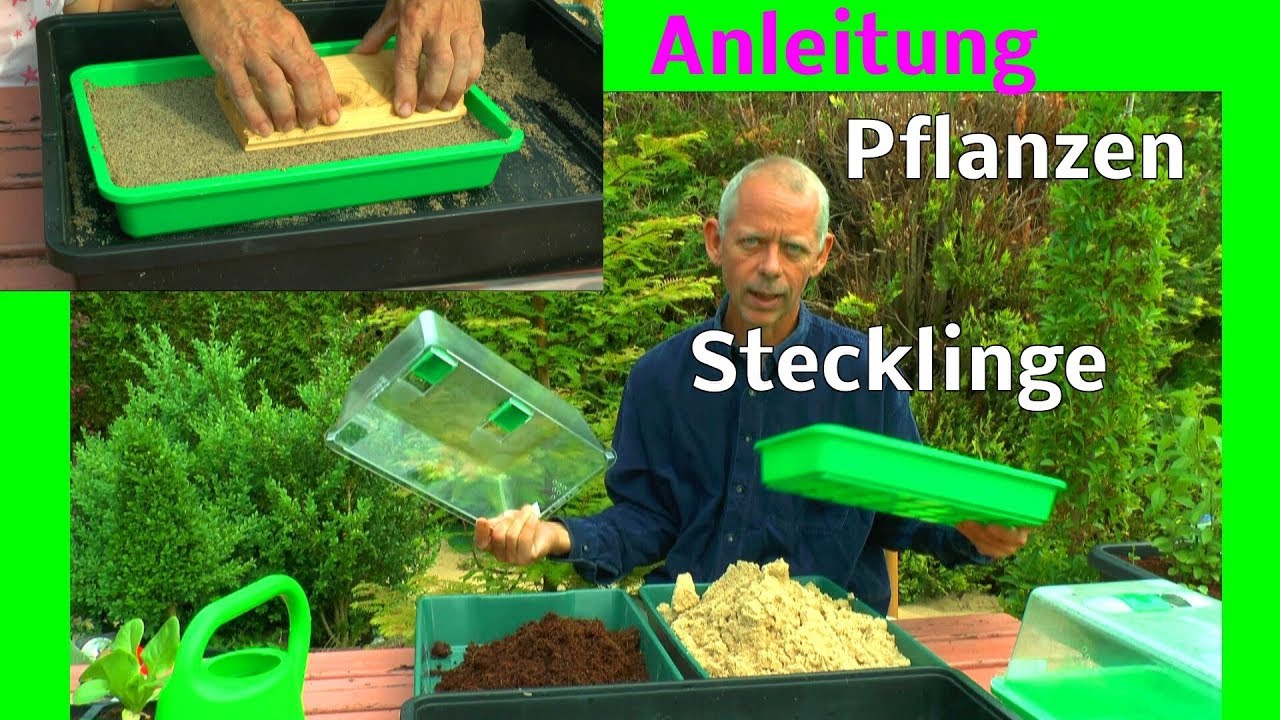 Pflanzen durch Stecklinge vermehren zeigt der Gärtner und wodrauf es ankommt