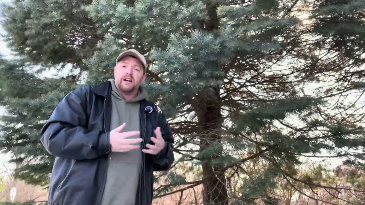 Concolor fir (Abies Concolor)