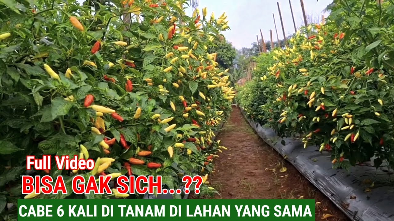 BISA GAK SIH..!! CABE DI TANAM 6 KALI DI LAHAN YANG SAMA
