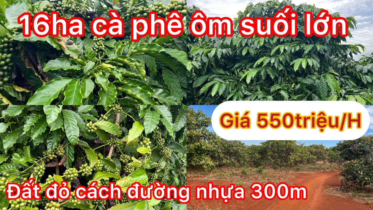 Ai quan tâm diện tích rộng xem thử lô đất này nhé 16ha đang cần sang nhượng lại 